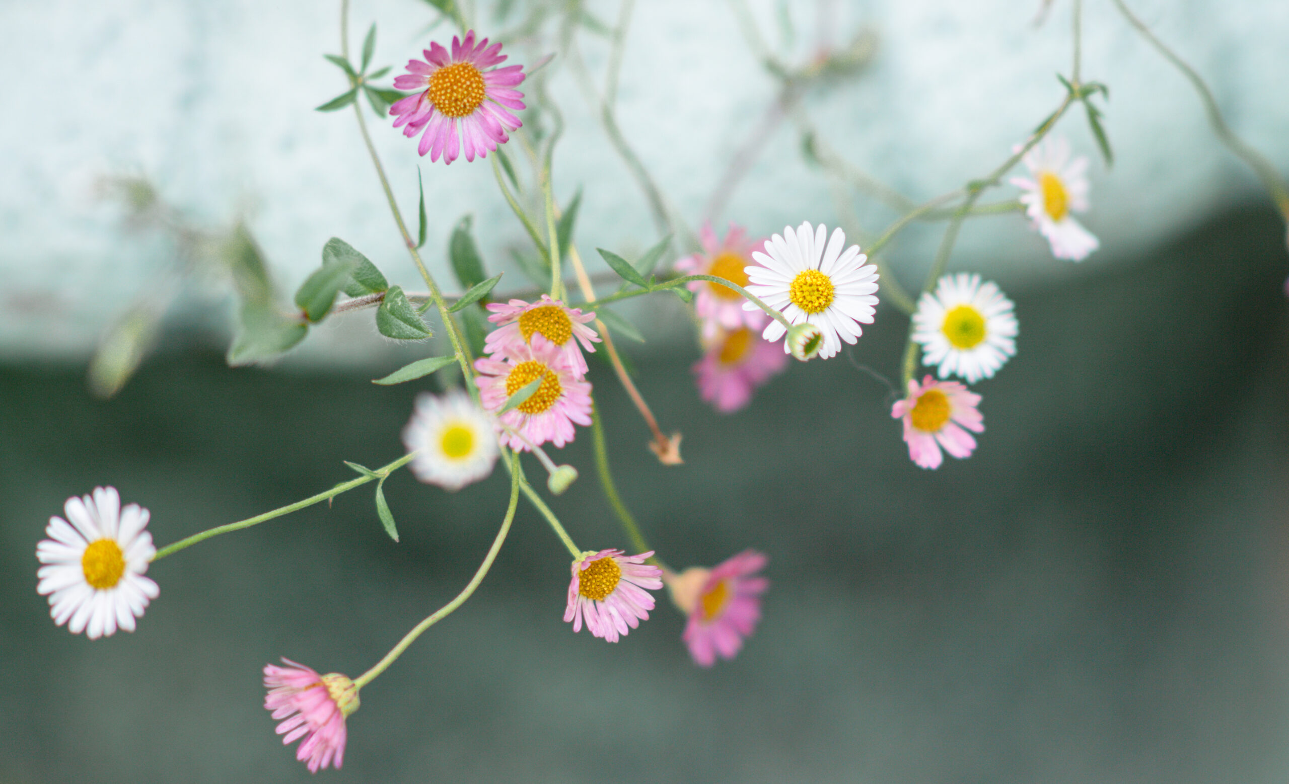 I create a space for you to slow down, come into presence, listen to your body, attune to your inner nature,